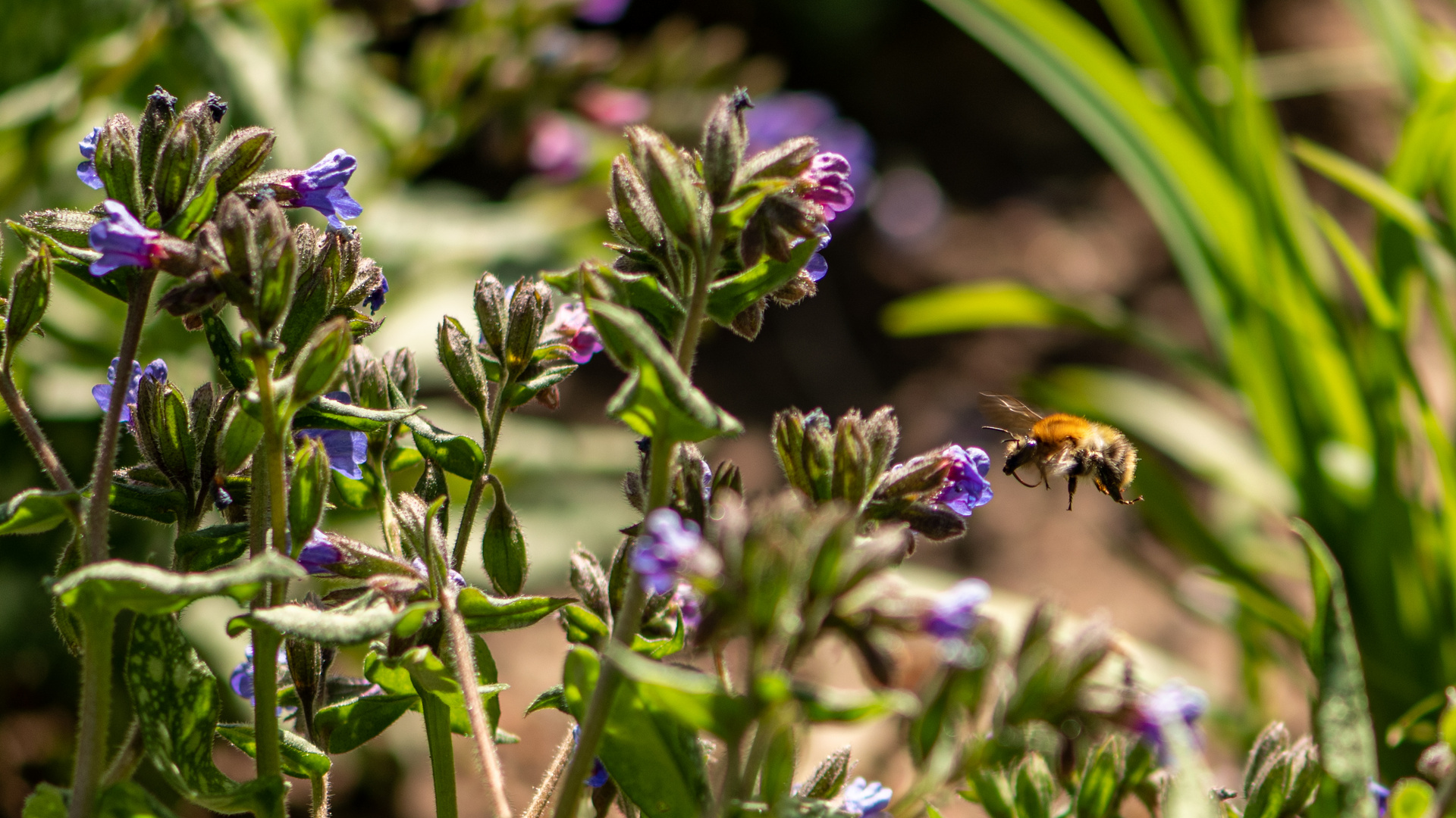 Hummel im Anflug