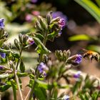 Hummel im Anflug