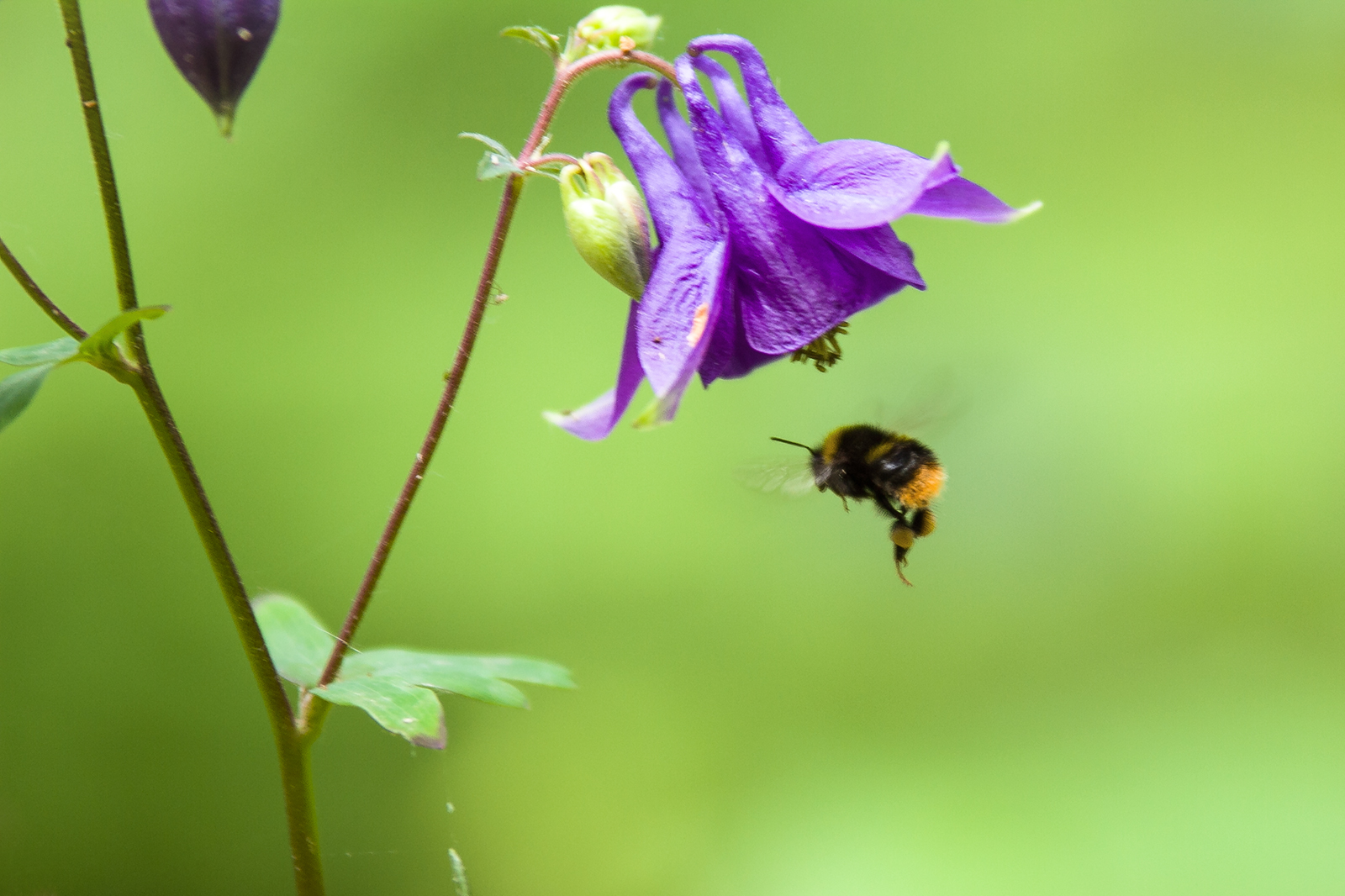 Hummel im Anflug