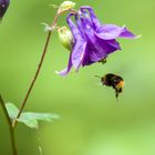 Hummel im Anflug