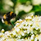 Hummel im Anflug