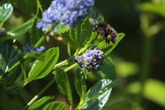 Hummel im Anflug