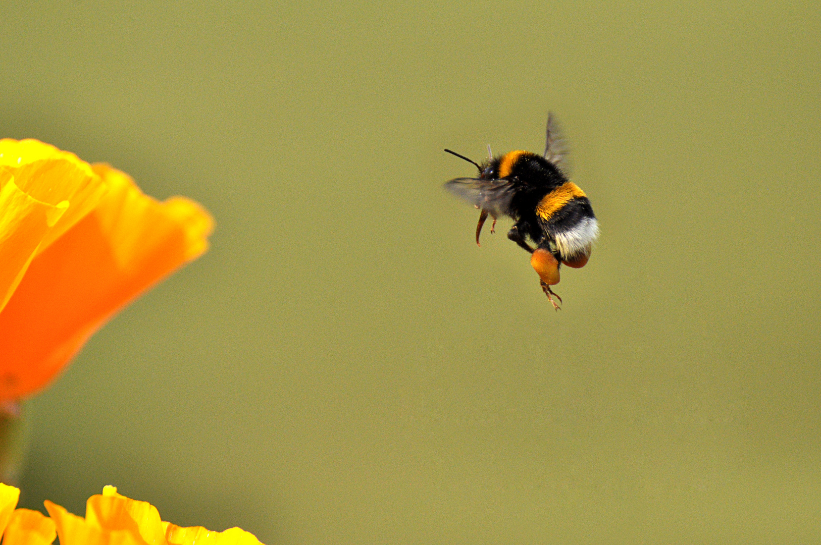 Hummel im Anflug