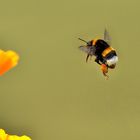 Hummel im Anflug