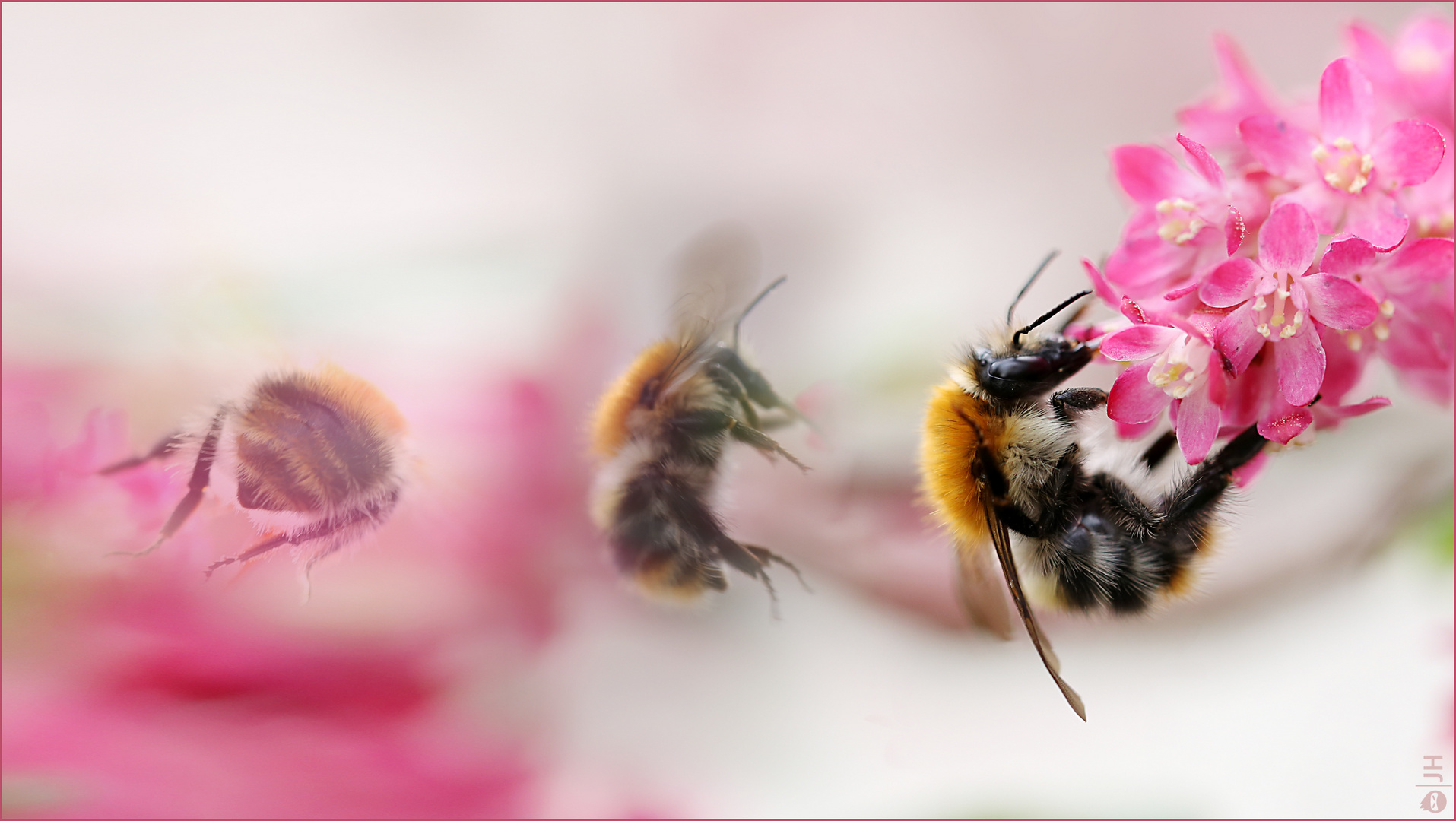 Hummel im Anflug!