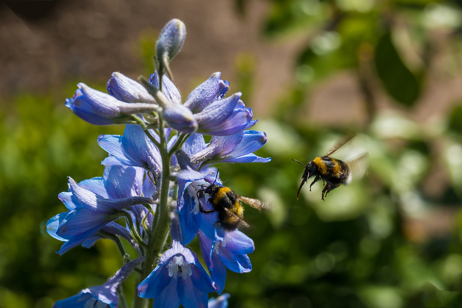 Hummel im Anflug