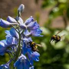 Hummel im Anflug