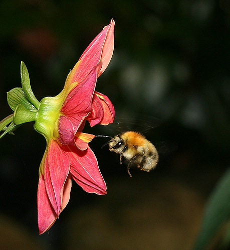 Hummel im Anflug