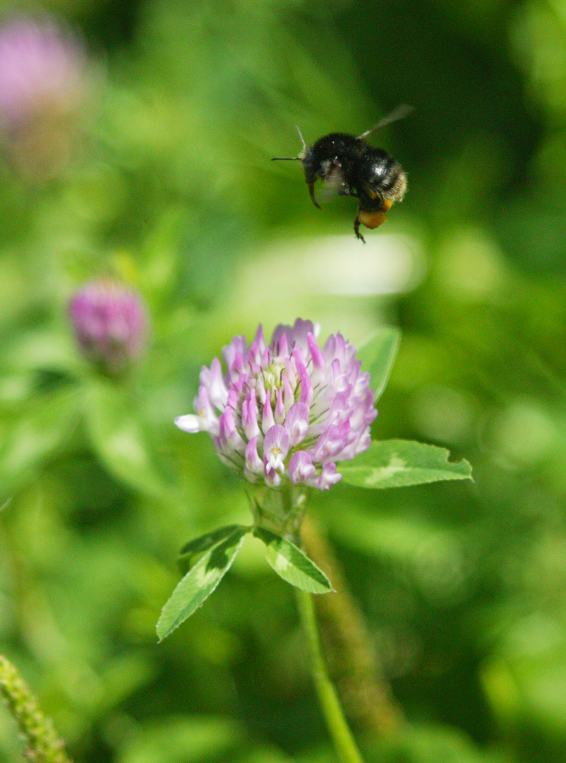 Hummel im Anflug