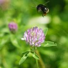 Hummel im Anflug