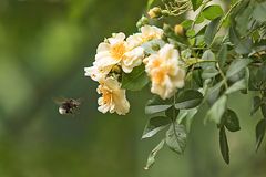 Hummel im Anflug