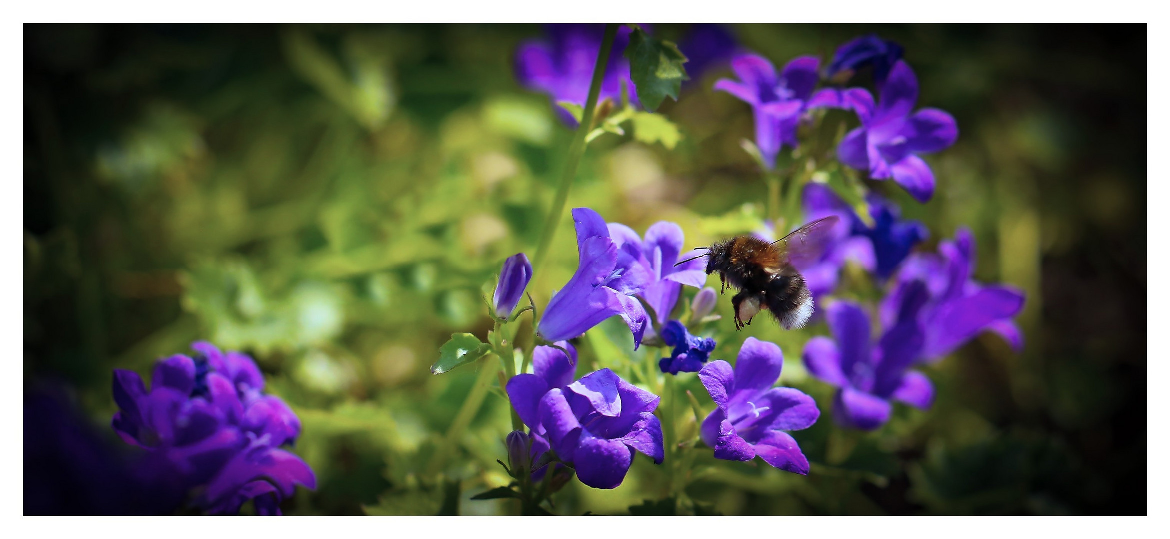 Hummel im Anflug