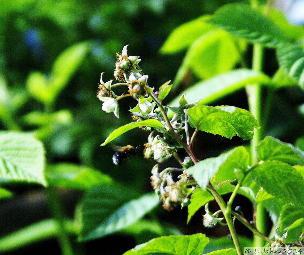 Hummel im Anflug