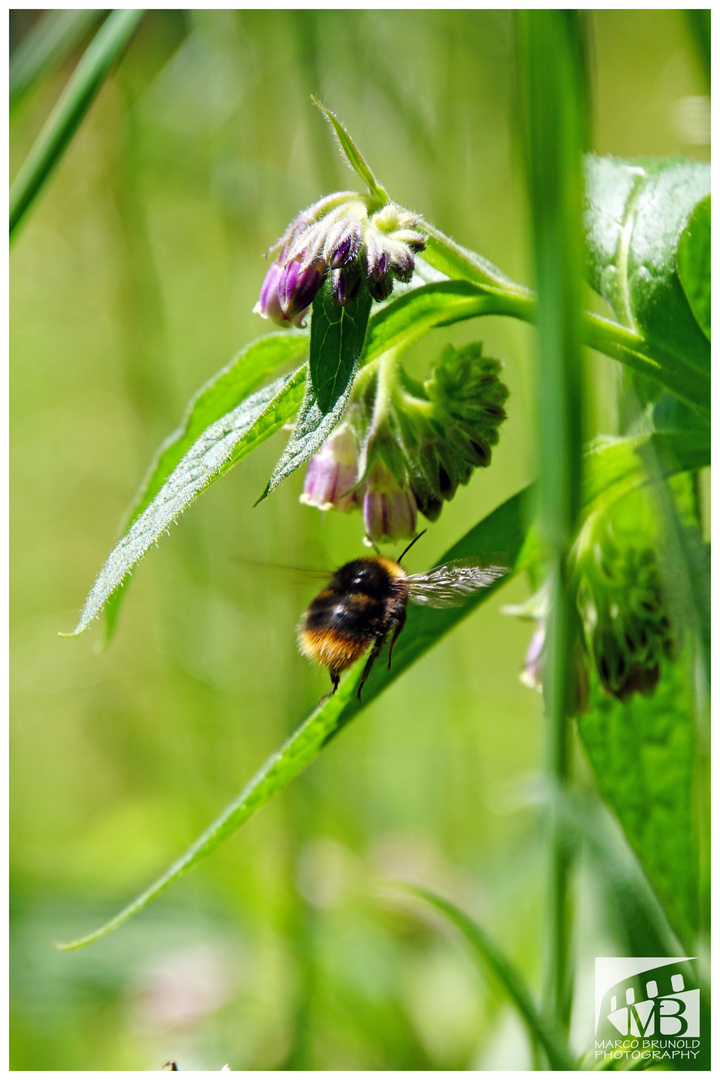 Hummel im Anflug