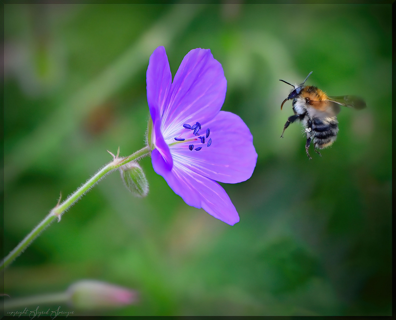 Hummel im Anflug 