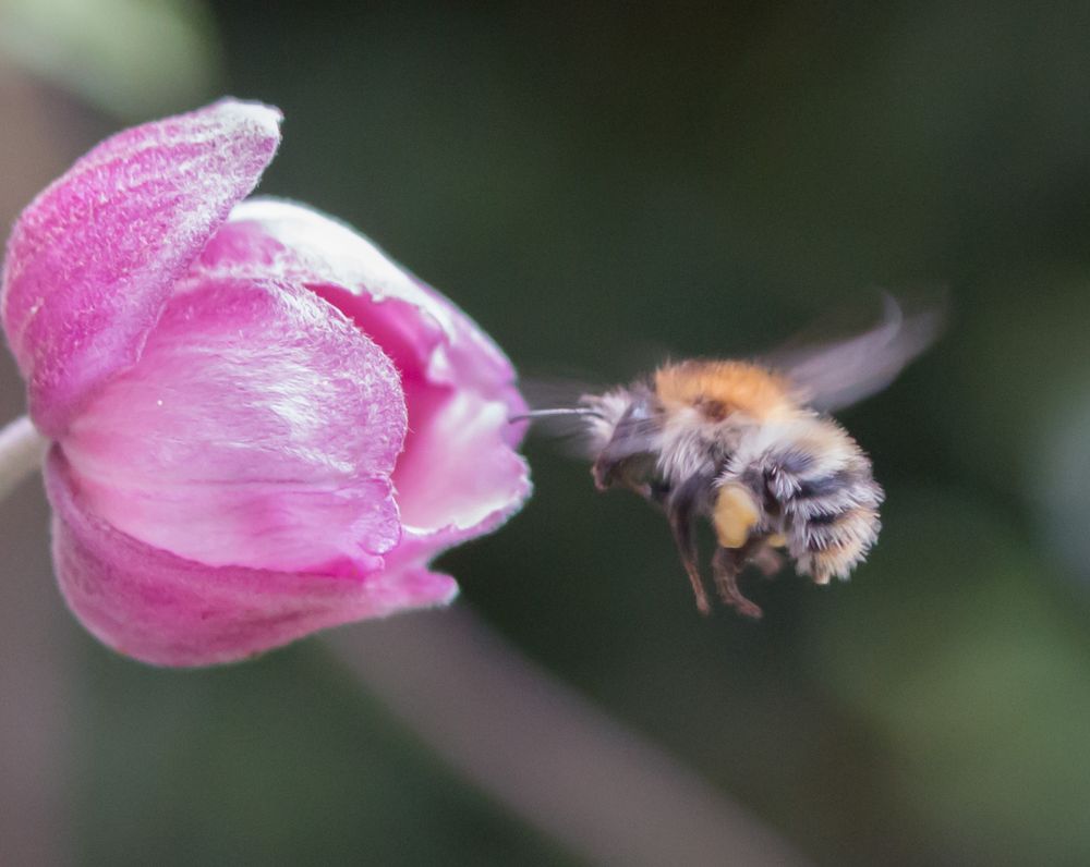 Hummel im Anflug