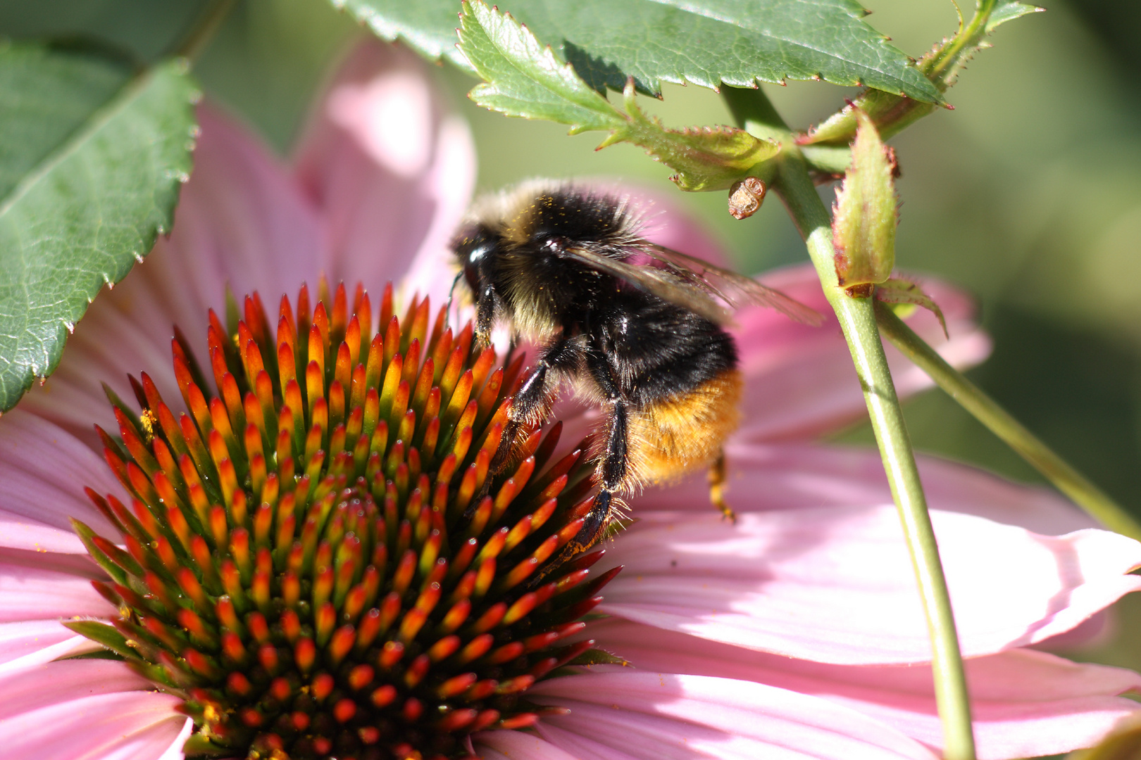 Hummel im Anflug