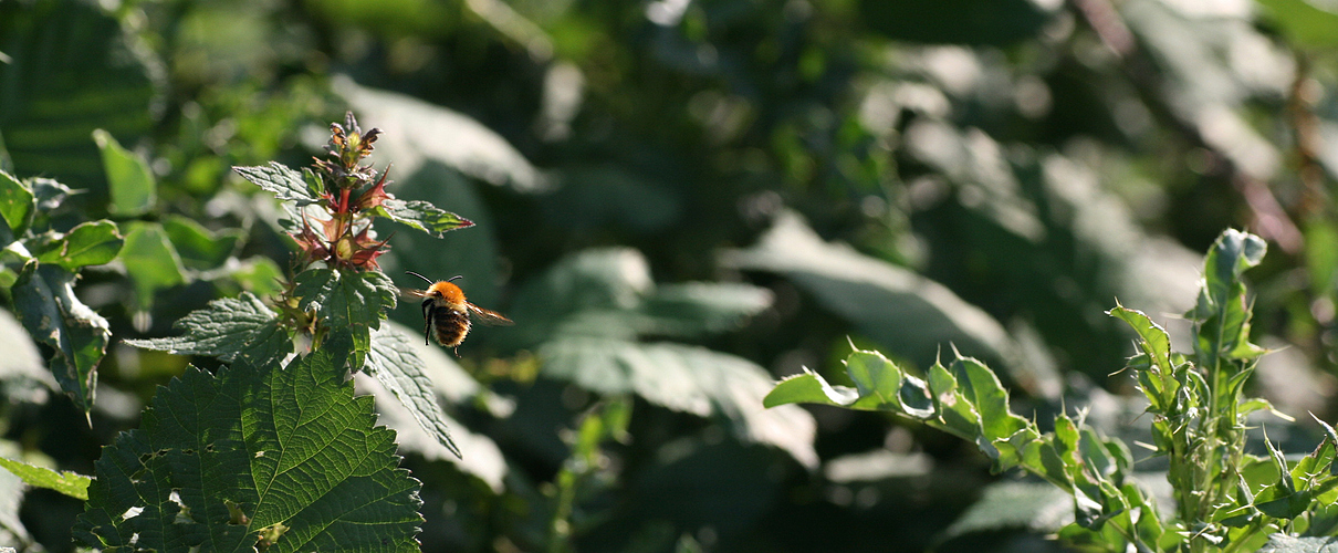 Hummel im Anflug