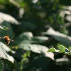 Hummel im Anflug