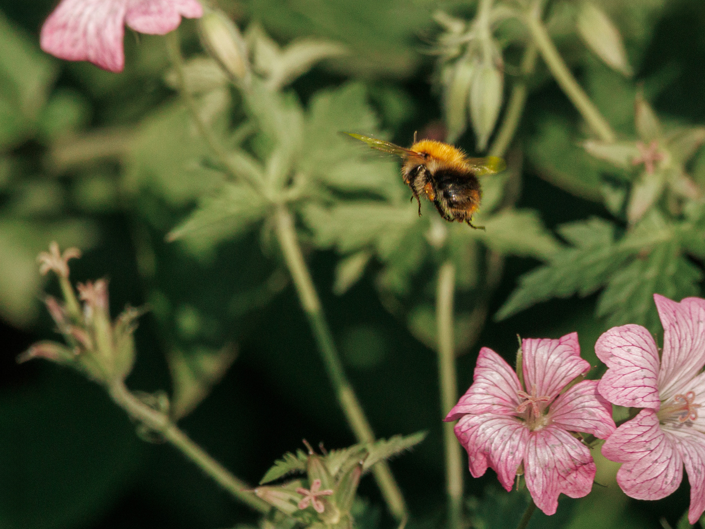 Hummel im Anflug