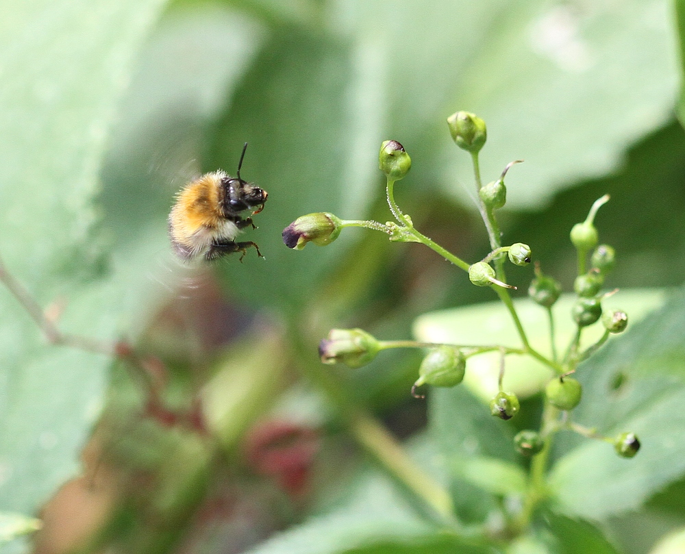 Hummel im Anflug ...