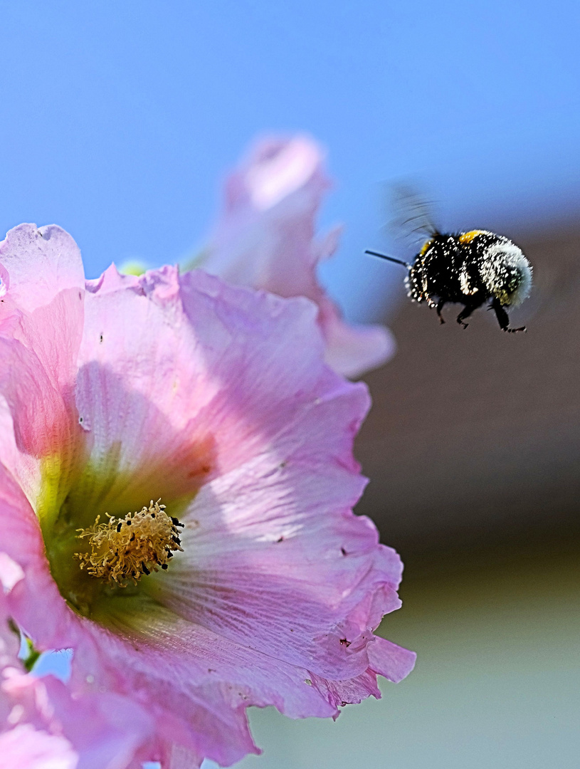 Hummel im Anflug