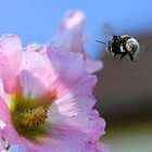 Hummel im Anflug