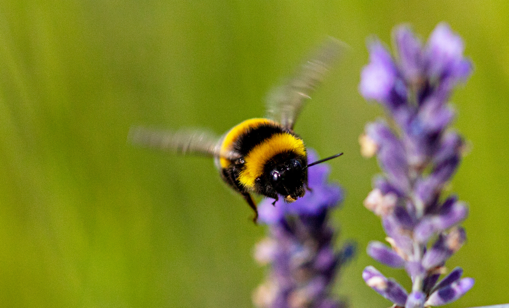 Hummel im Anflug