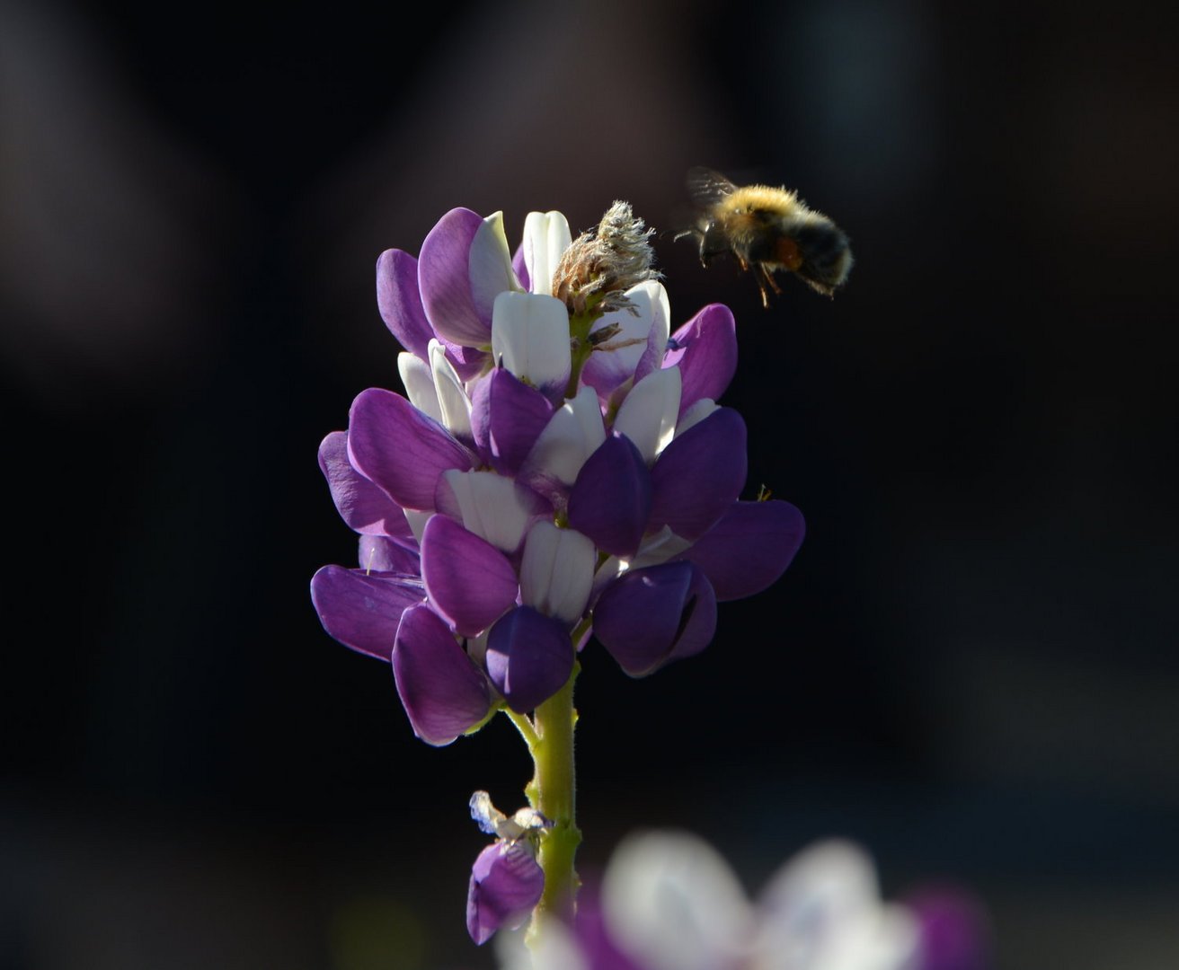 Hummel im Anflug