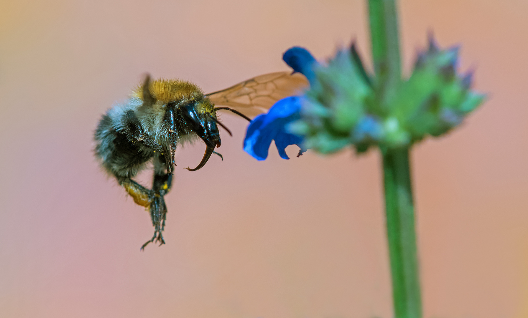 Hummel im Anflug