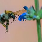 Hummel im Anflug