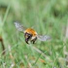 Hummel im Anflug