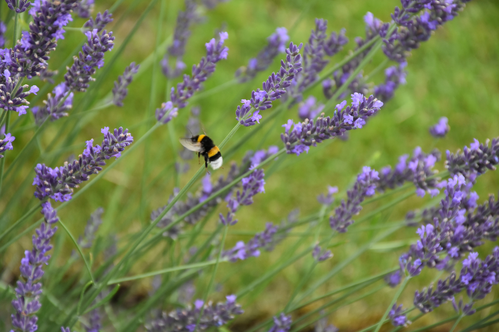 Hummel im Anflug