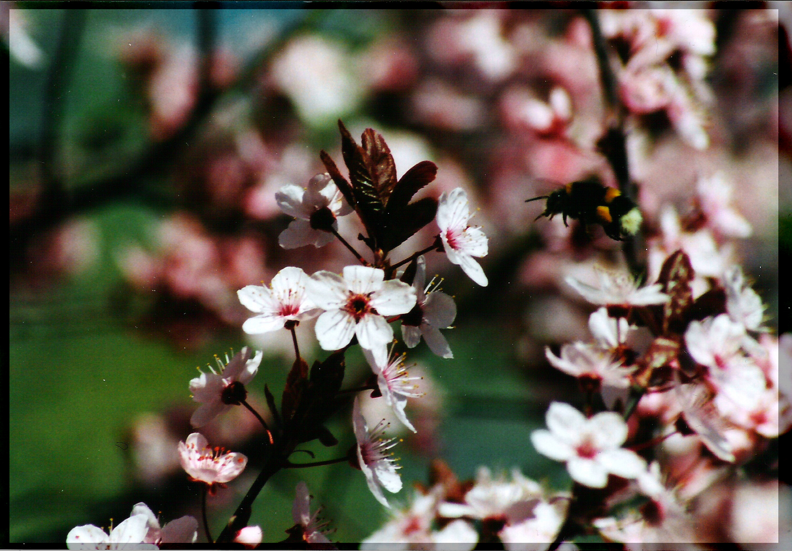 Hummel im Anflug...