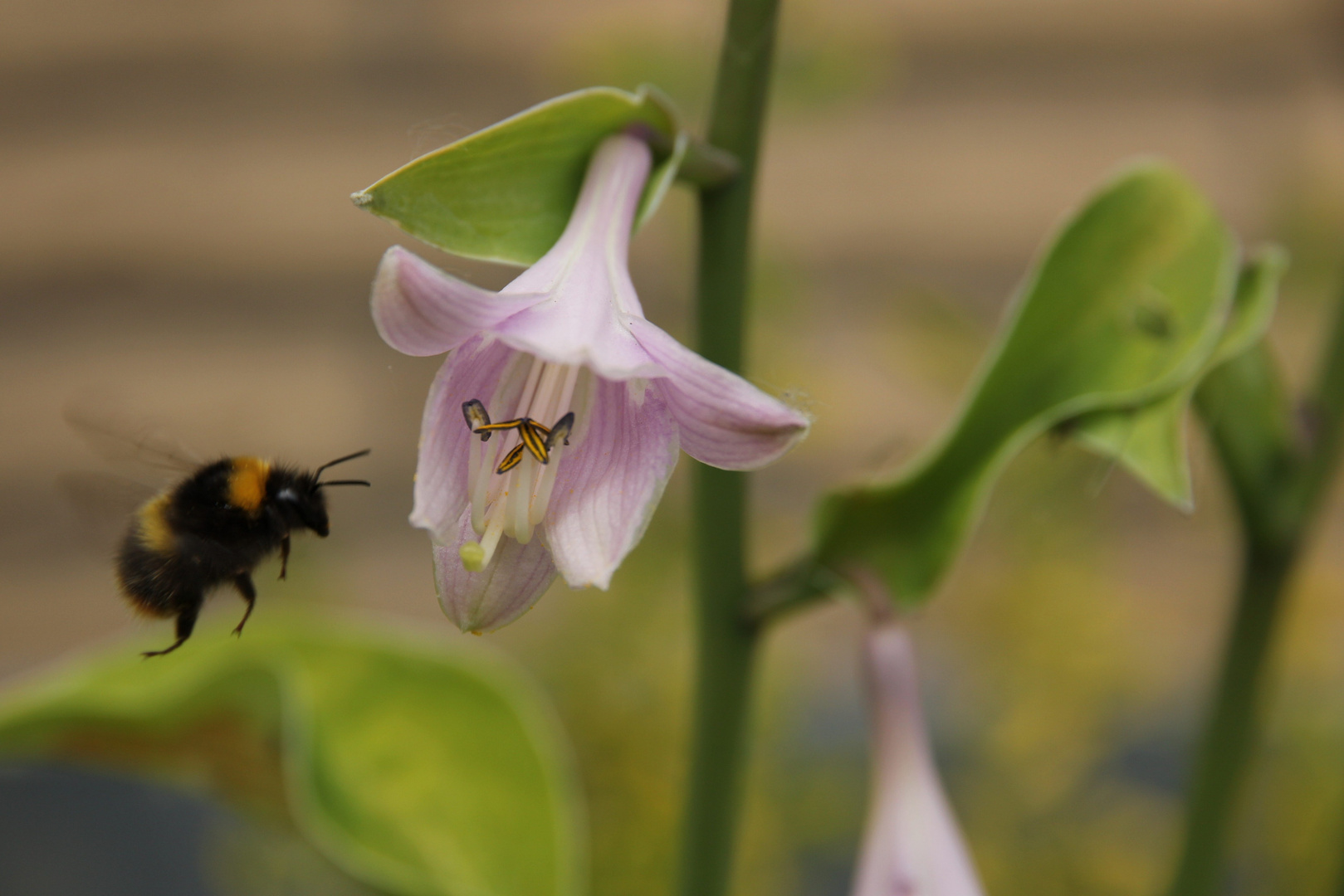 Hummel im Anflug. :-)