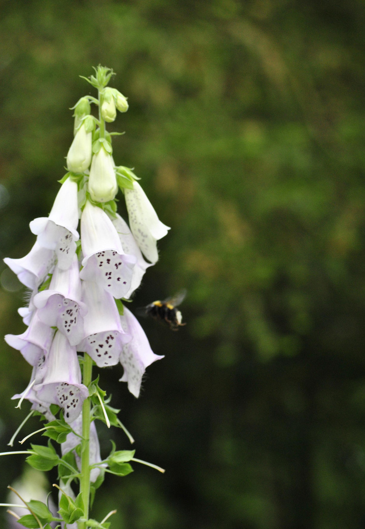 Hummel im Anflug