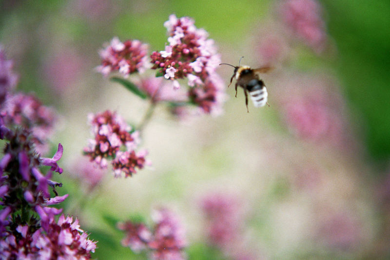 Hummel im Anflug