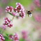 Hummel im Anflug