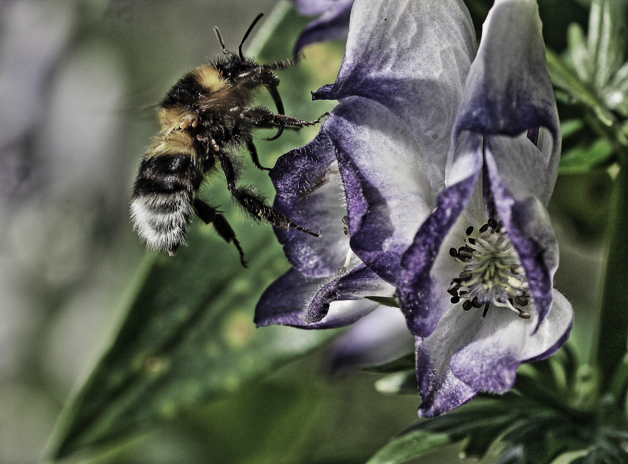 Hummel im Anflug