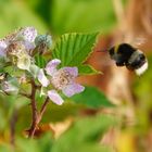 Hummel im Anflug 