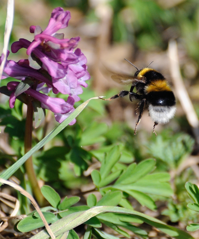 Hummel im Anflug