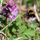 Hummel im Anflug