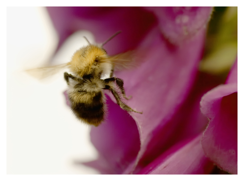 Hummel im Anflug