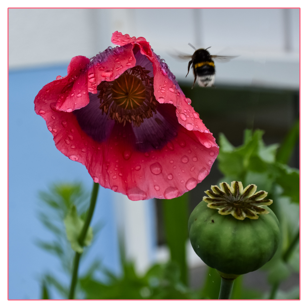 Hummel im Anflug