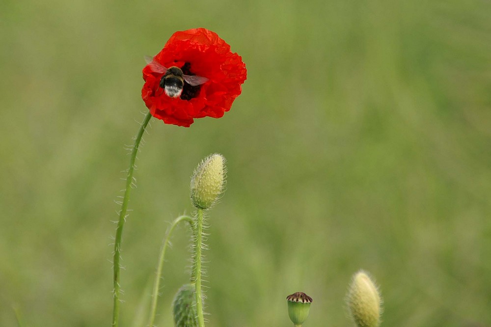 Hummel im Anflug