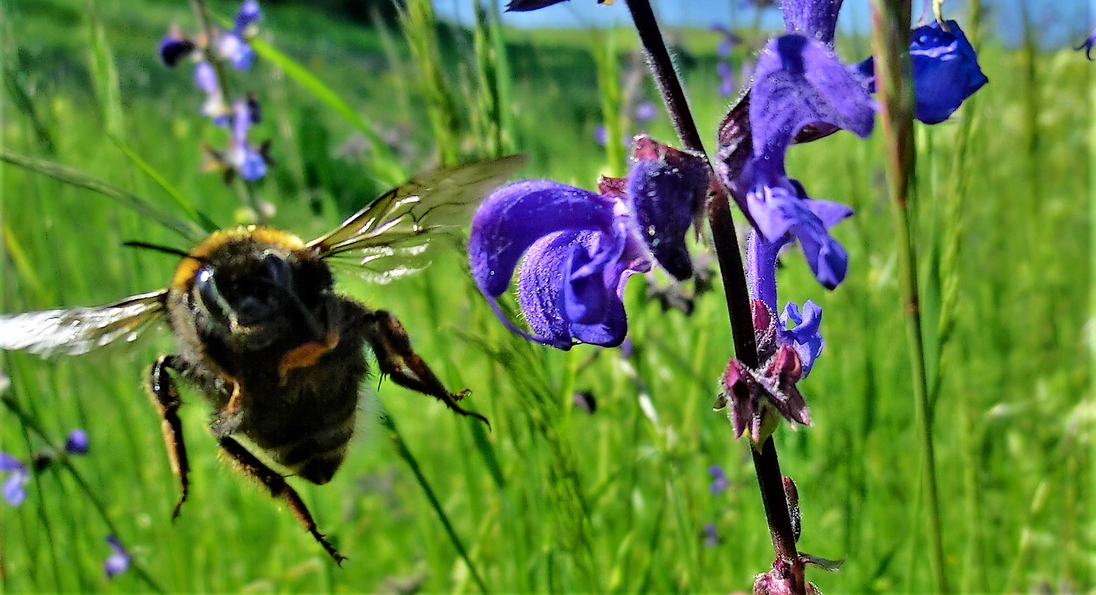 Hummel im Anflug