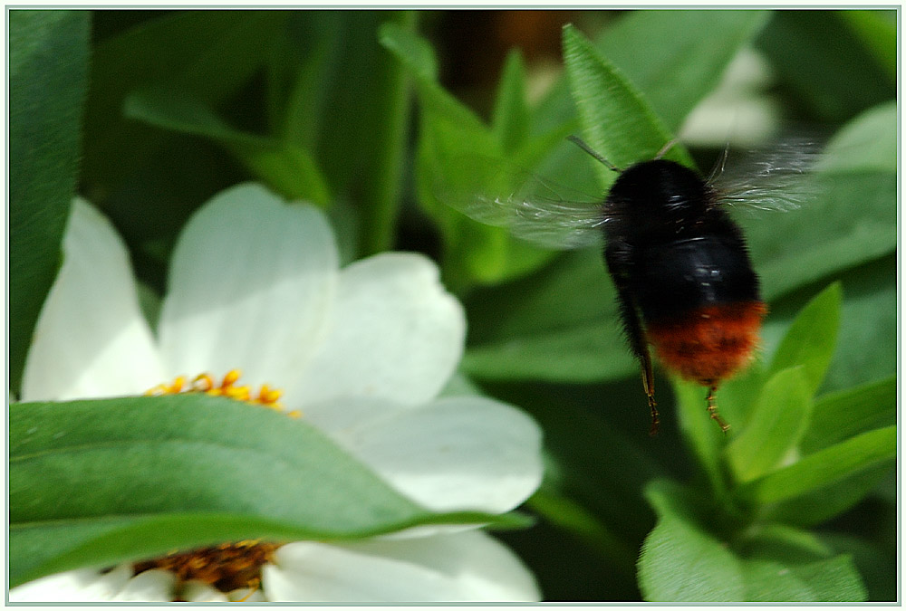 Hummel im Anflug