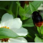 Hummel im Anflug