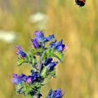 Hummel im Anflug