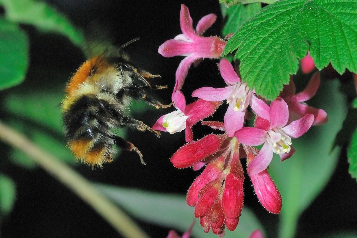 Hummel im Anflug